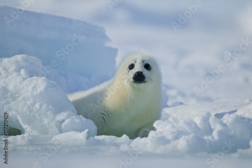 Harp seal (Phoca groenlandica) pup on the ice, Gulf of Saint Lawrence, Canada.
