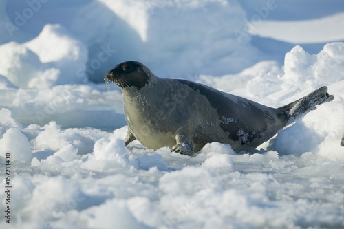 Harp seal (Phoca groenlandica) female on the ice, Gulf of Saint Lawrence, Canada.