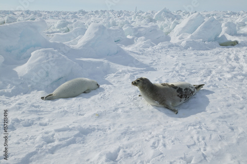 Harp seal (Phoca groenlandica) female with pup on the ice, Gulf of Saint Lawrence, Canada.