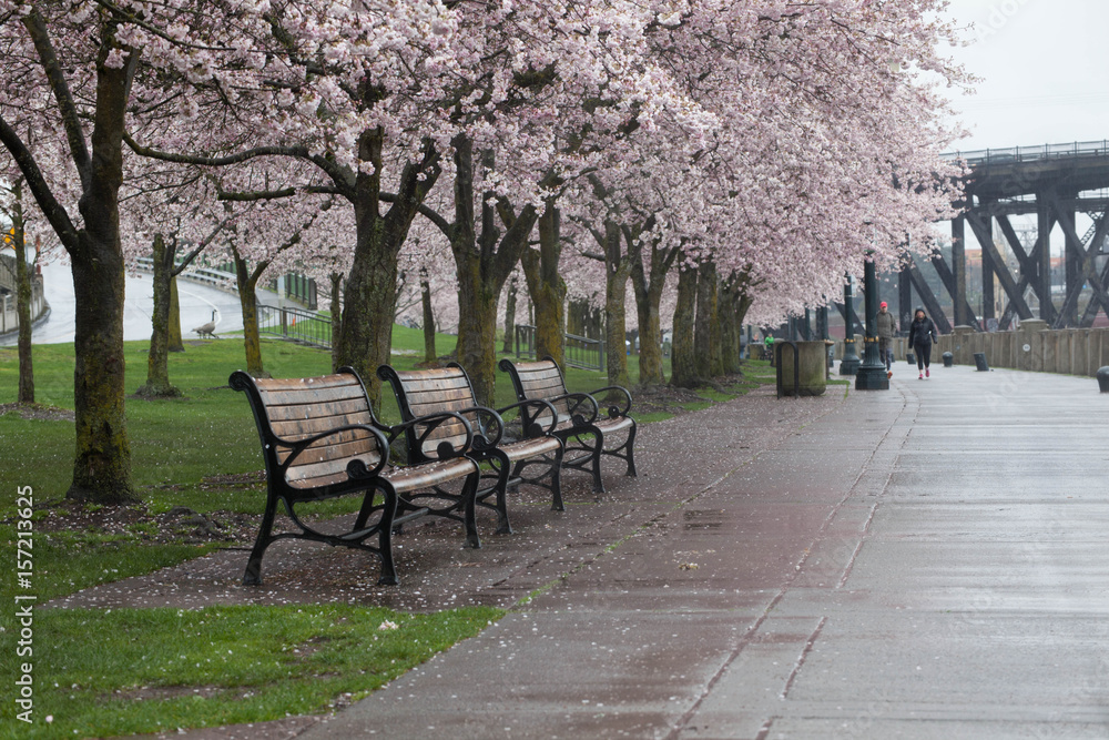 cherry blossoms Portland OR