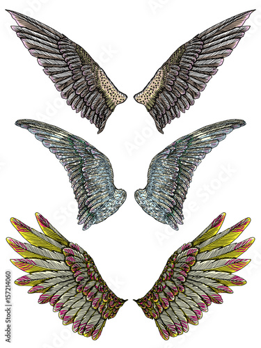 Colorful single eagle bird or angel wing. Colourful etched woodcut vintage style wing. African, Indian totem tattoo design concept for body art. Vector.