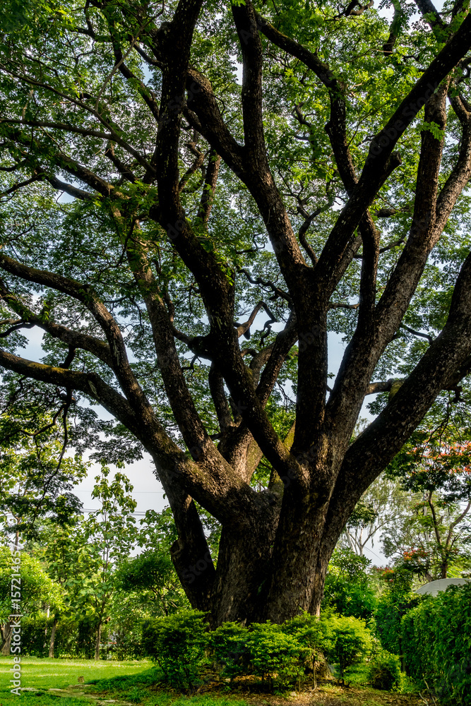 big tree branch big tree branch
