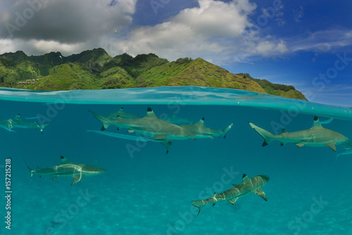 Moorea - Haapiti (Polynésie Française) : requins pointes noires nageant dans le lagon.....
