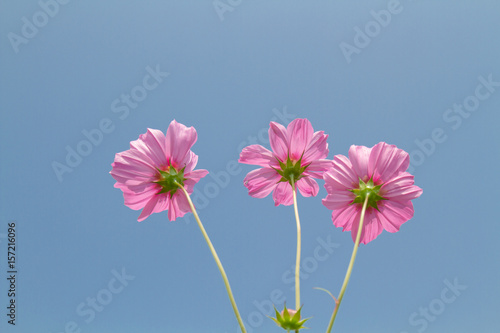 Cosmos beauty flowers