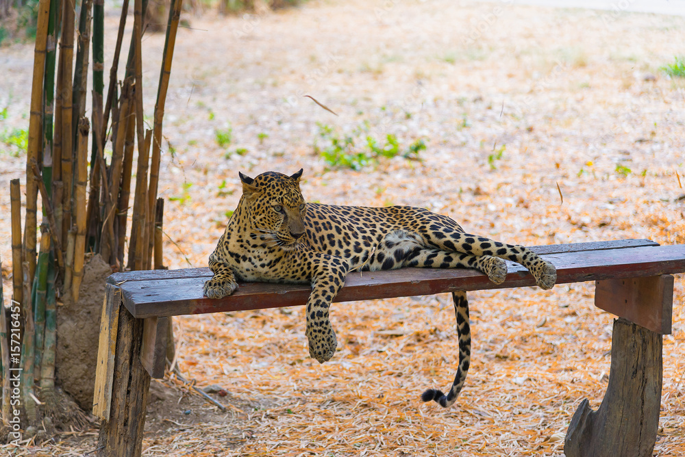 Obraz premium Cats predator Sri Lankan leopard (Panthera pardus kotiya). Wildlife animal.