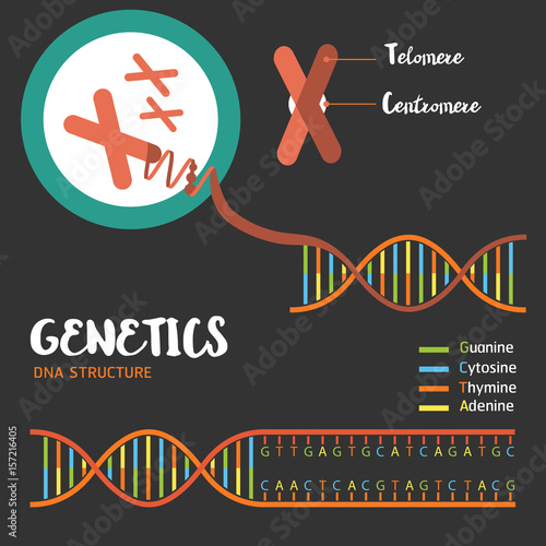 Genetics DNA structure