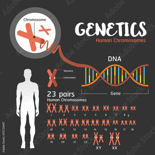 Genetics DNA structure