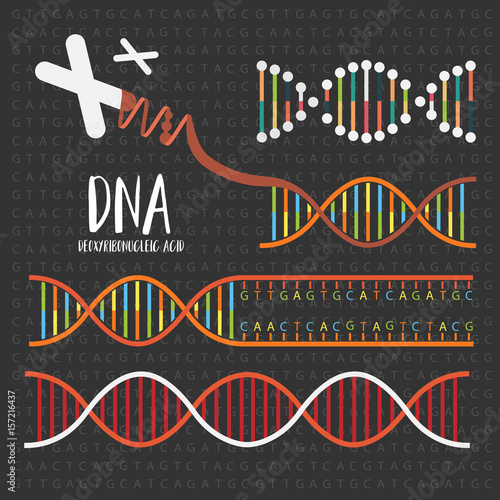 Genetics DNA structure