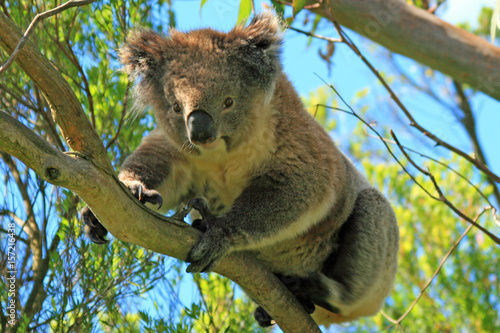 Fototapeta Naklejka Na Ścianę i Meble -  Koala Bear in the wild in the eucalyptus trees on Cape Otway in Victoria Australia