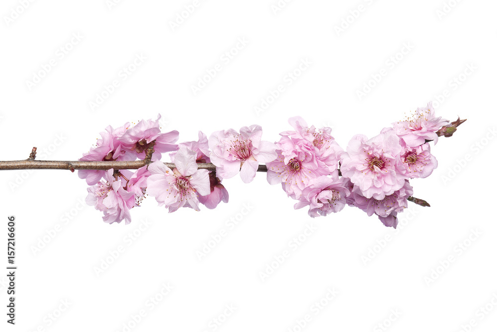 Naklejka premium Beautiful pink cherry blossom isolated on a white background.