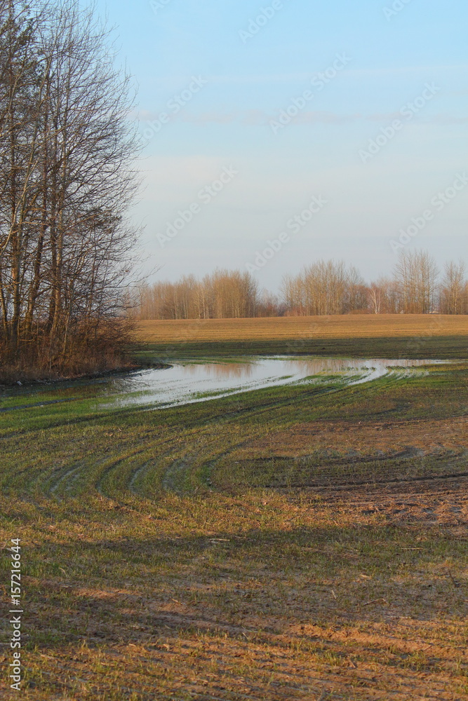 Obraz premium big puddle of melted snow near the forest on the field with green plants in the spring