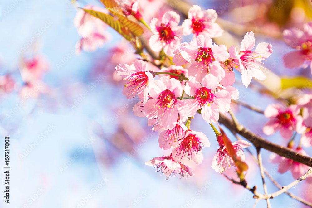 sakura thai flower in the nature with blue sky for background