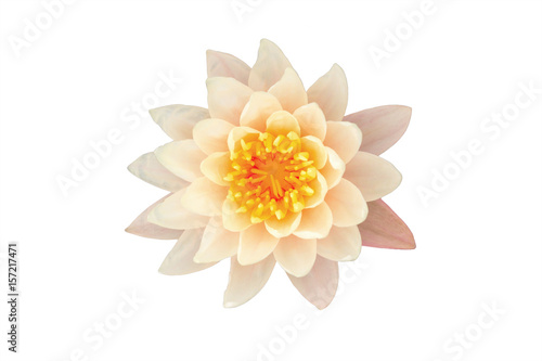 Close up of water lily or lotus flower isolated on whited background with clipping path   