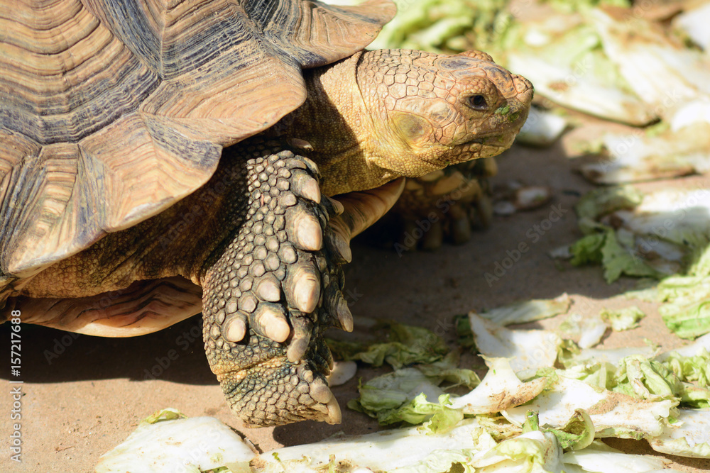 Obraz premium Big turtle walk on ground