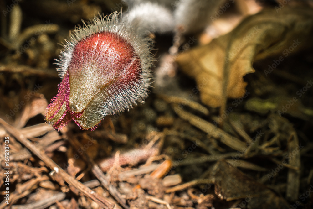 Wild Ginger Flower Closeup