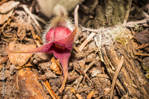 Closeup Wild Ginger Flower photo