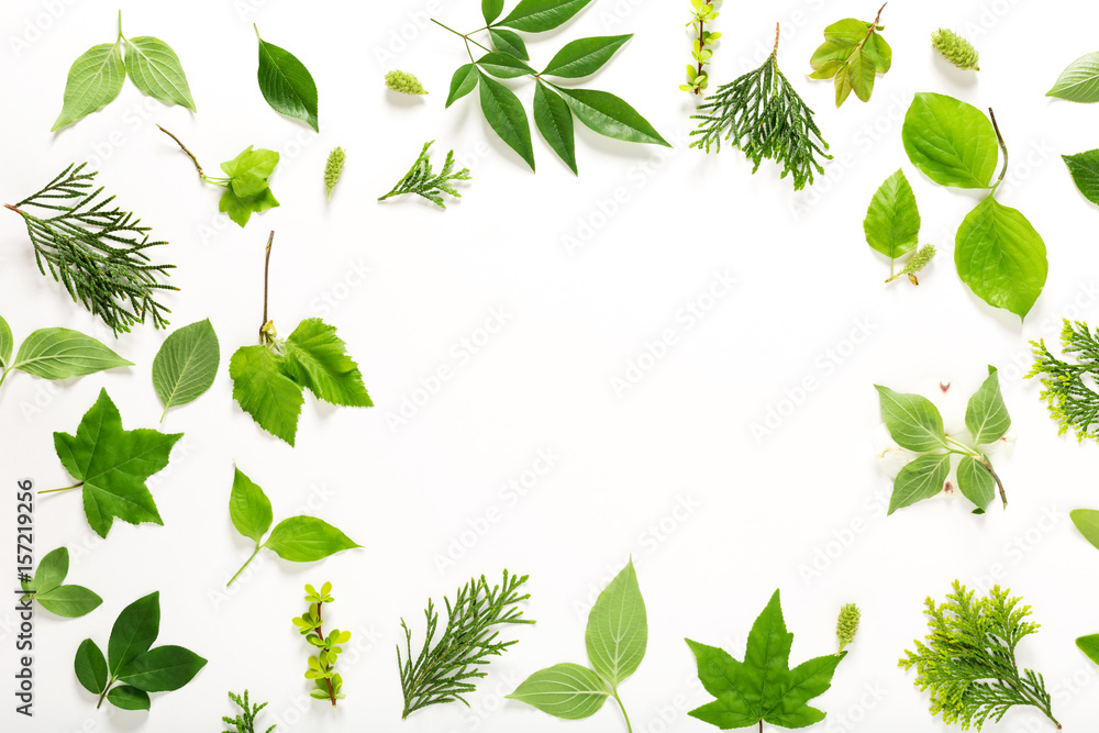 Collection of green leaves top view Collection of green leaves top view