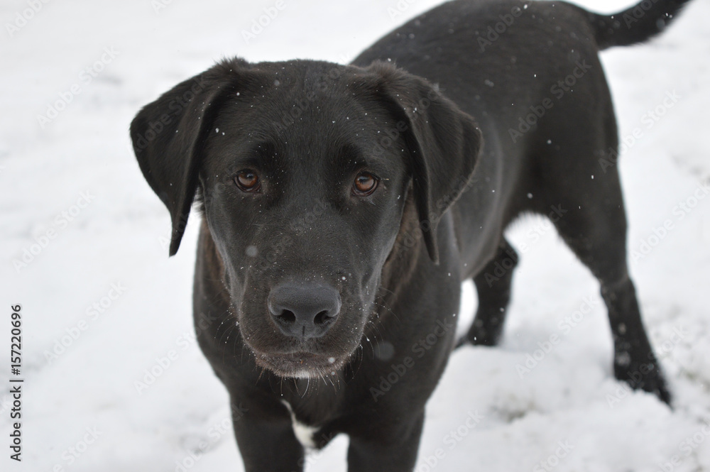 Black Labrador Retriever in the Snow Black Labrador Retriever in the Snow