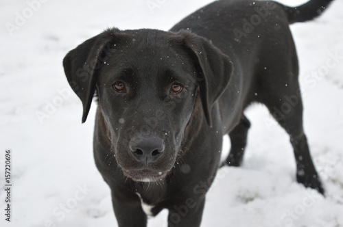 Black Labrador Retriever in the Snow