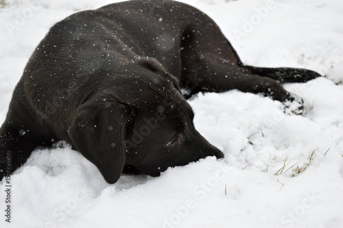 Black Labrador Retriever Resting in the Snow © Zach Leader