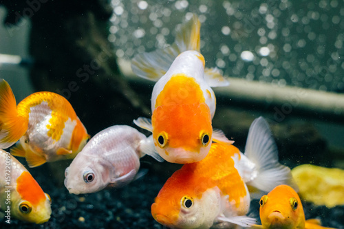 水槽の中の金魚ランチュウ 白とオレンジ