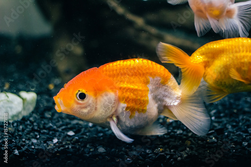 水槽の中の金魚ランチュウ 白とオレンジ