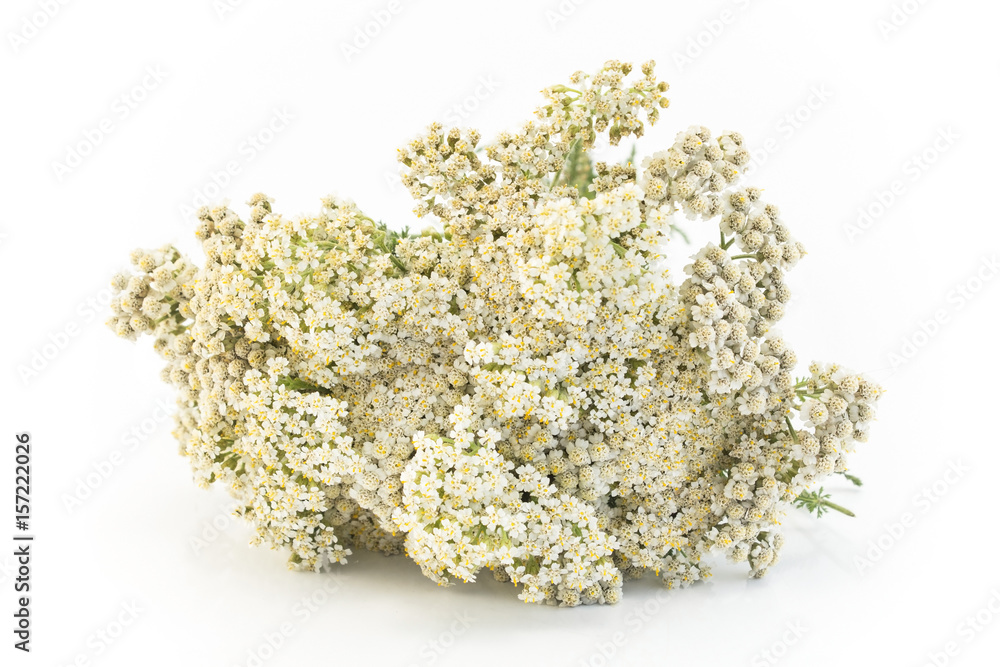 Yarrow, Achillea Millefolium
