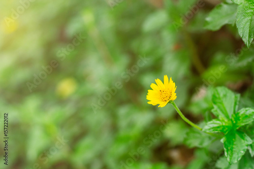 Fototapeta Naklejka Na Ścianę i Meble -  Yellow flowers in park.