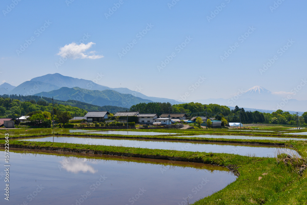 Mt. Fuji & rice fiield 5
