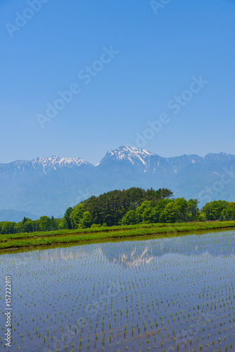 rice fiield  & South Alps 3 photo