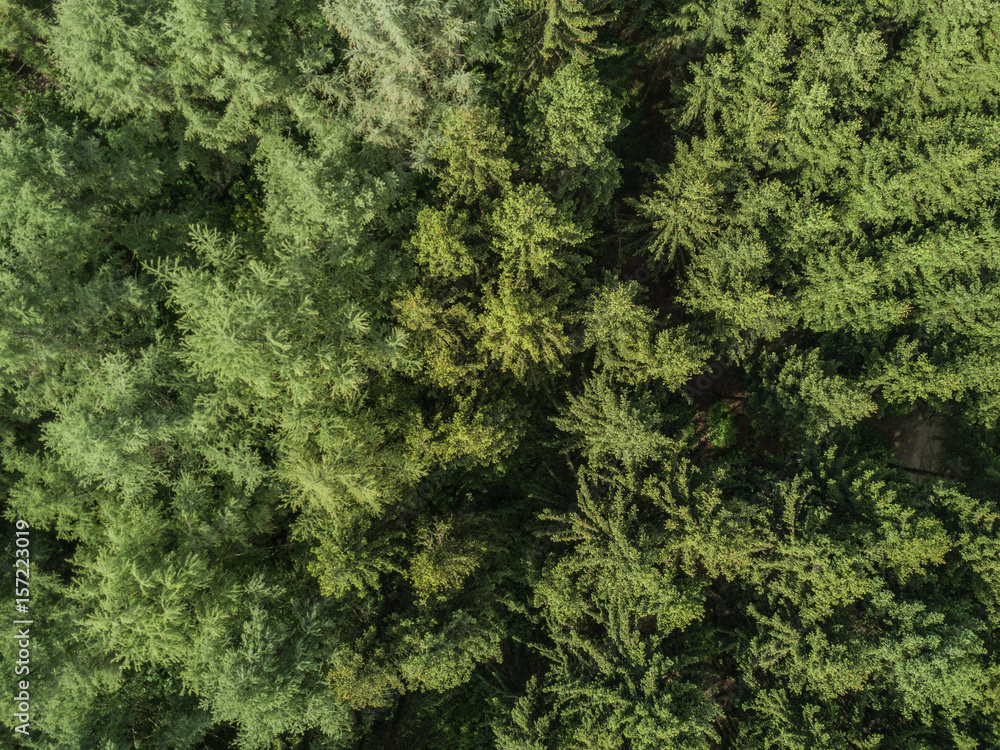 Aerial view of forest Aerial view of forest