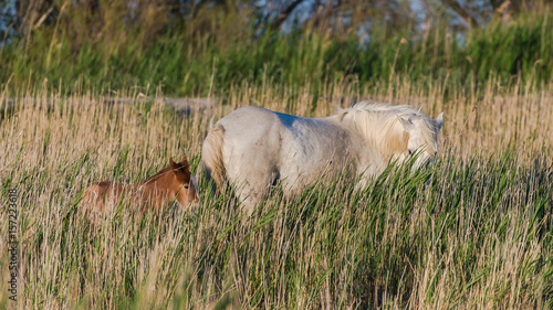 Camargue horse and foal in the reeds in the swamps, evening light 