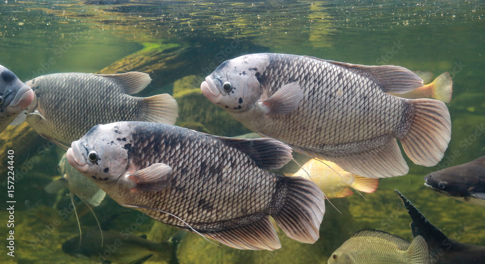 Giant gourami fish (Osphronemus goramy) swimming in a pond. Giant gourami fish (Osphronemus goramy) swimming in a pond.
