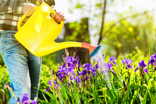 Male gardener is pouring spring flowers with watering can at sunny day background. photo