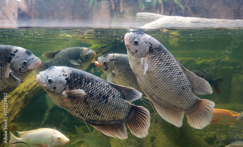Giant gourami fish (Osphronemus goramy) swimming in a pond.