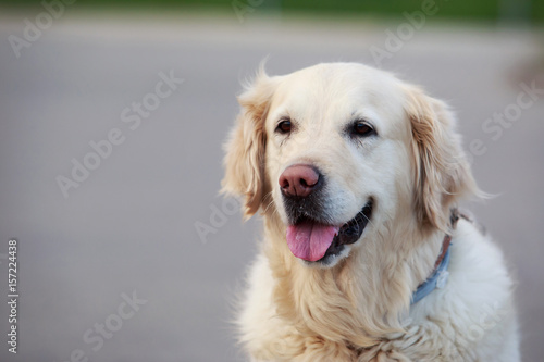 dog breed Golden retriever © deviddo