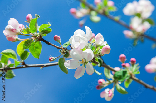 blossom apple tree
