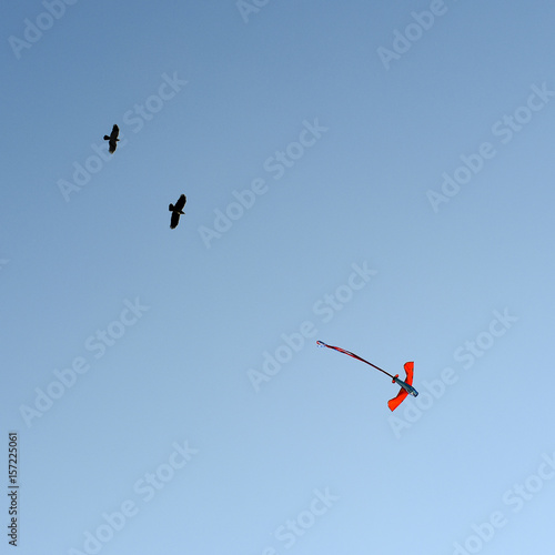 Bild auf Leinwand Kite and crow flying together