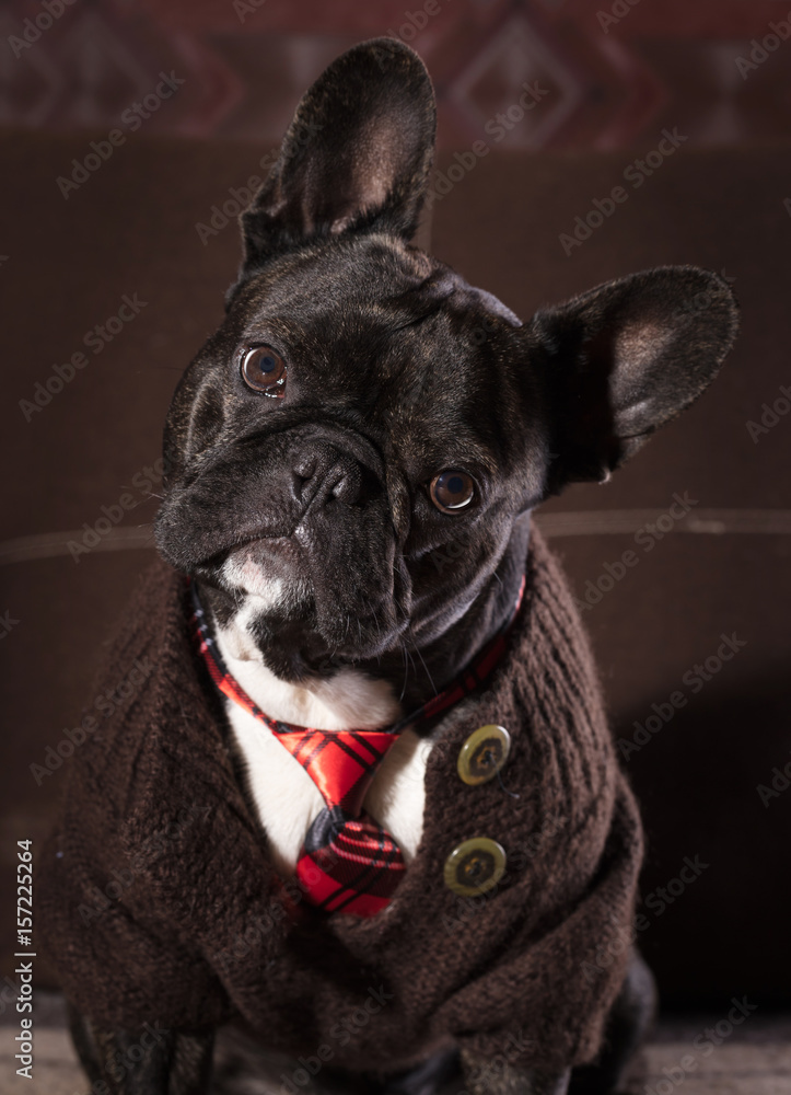 French bulldog portrait
