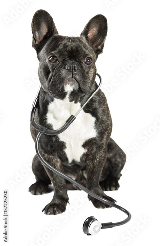 French bulldog with stethoscope on neck © Olexandr