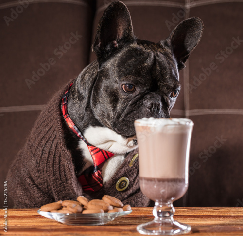 French bulldog with a cup of hot chocolate © Olexandr