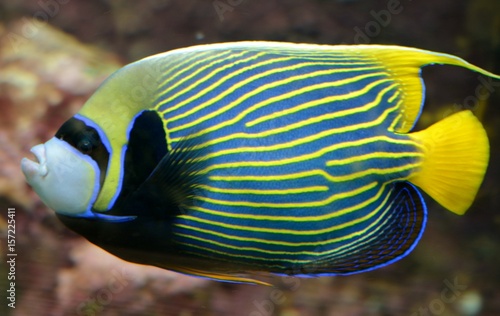 Exotic fish