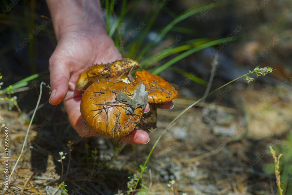 Suillus luteus mushroom Suillus luteus mushroom
