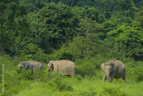 wild Asian elephants in the...