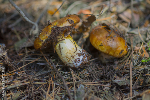 Suillus luteus mushroom