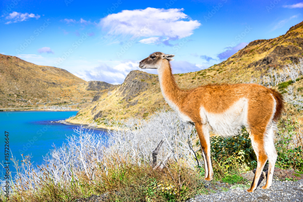 Naklejka premium Guanaco, Torres del Paine, Chile
