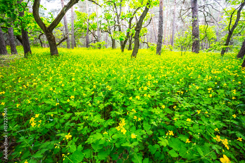 summer forest glade in a flowers