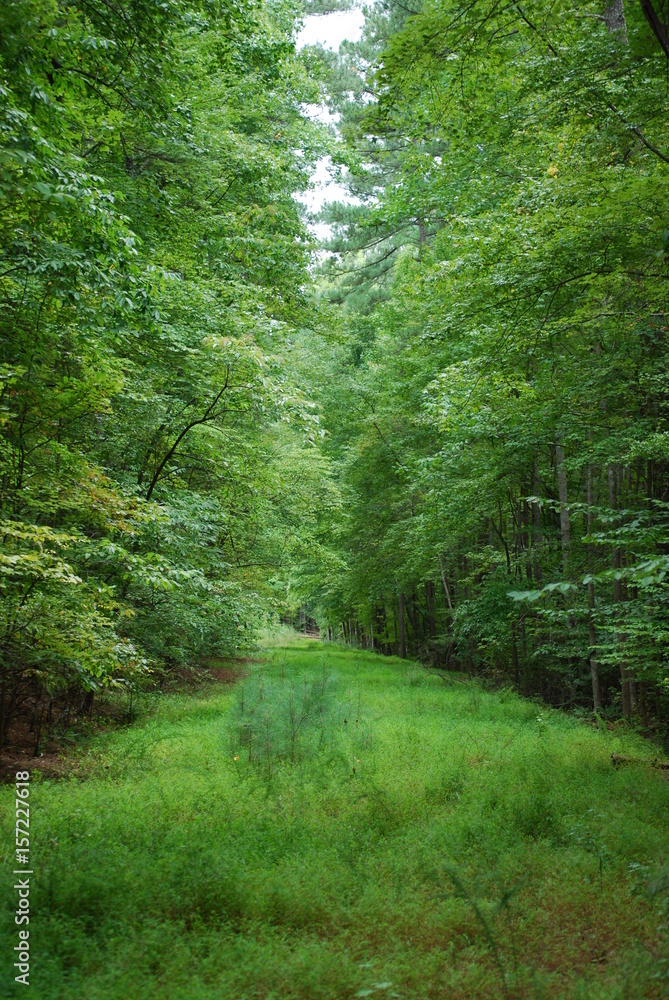 Fototapeta premium Clearing