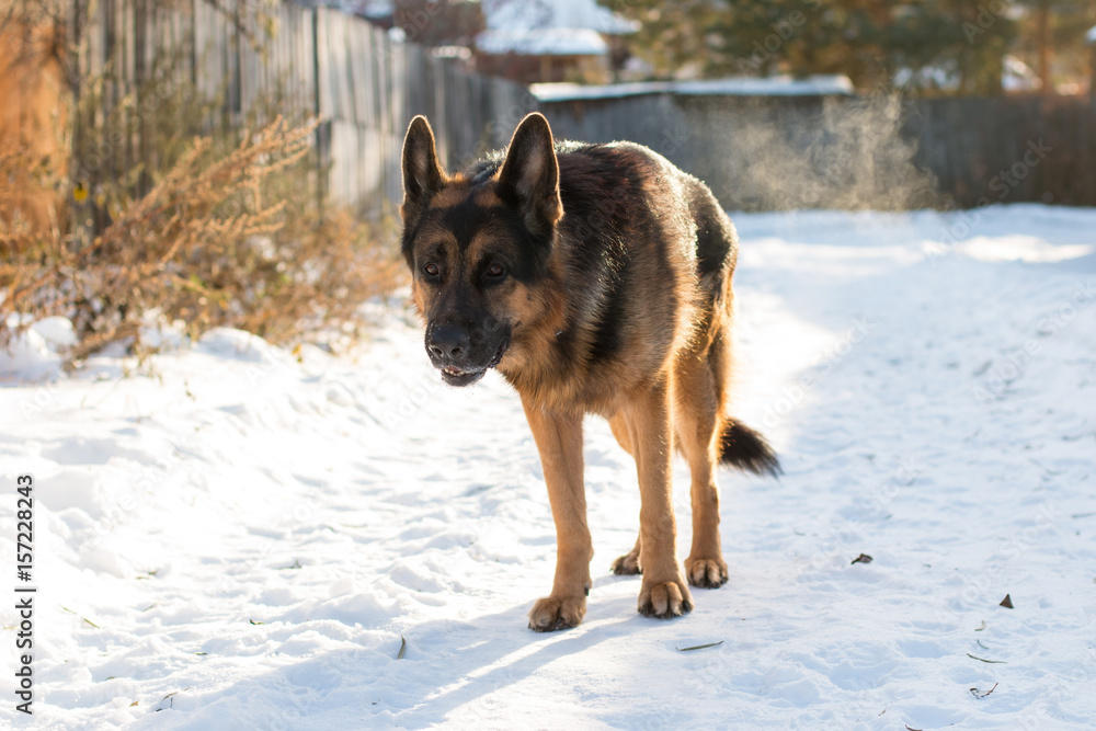 Dog german shepherd in a village in a winter
