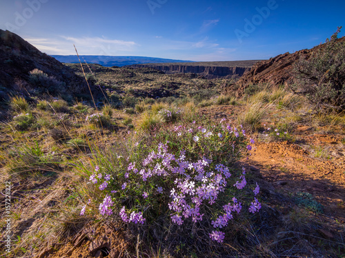 Tableau sur toile Amazing violet flowers among the rocks